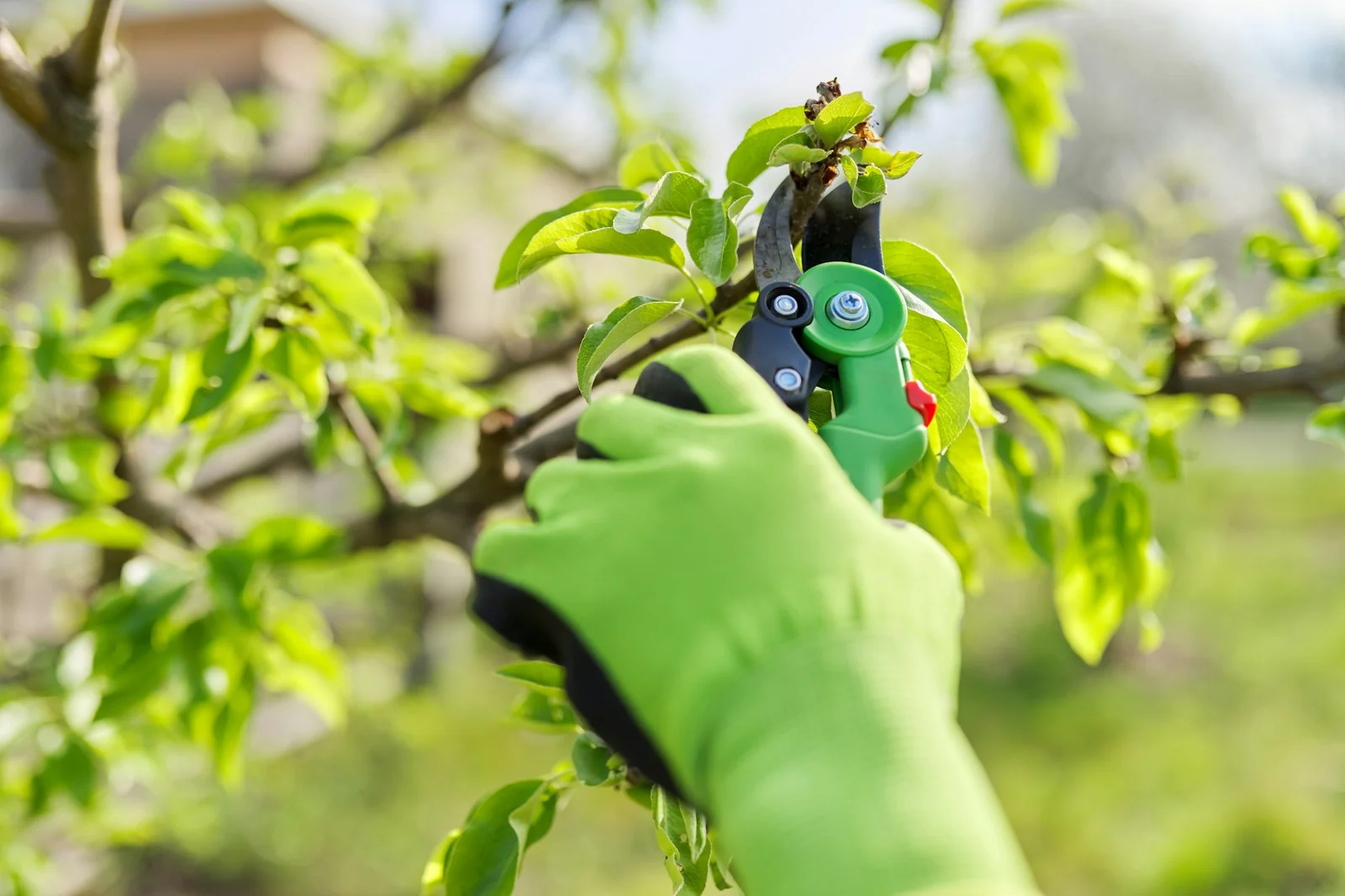 Tree Pruning
