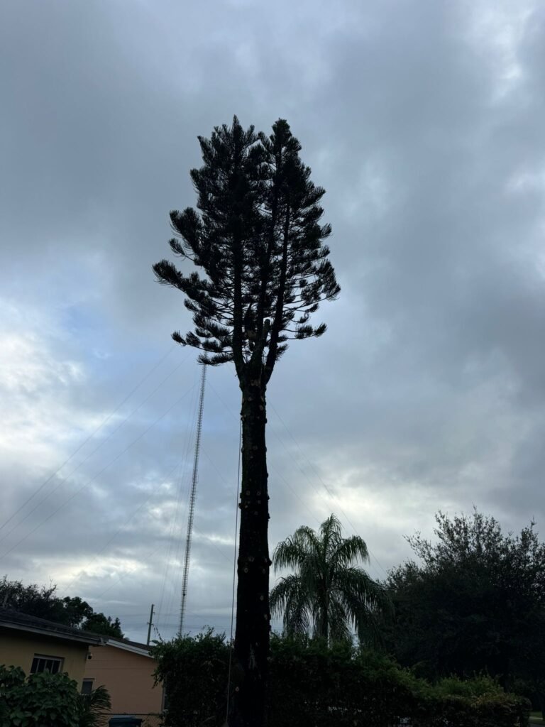Tree Service of South Florida INC 8