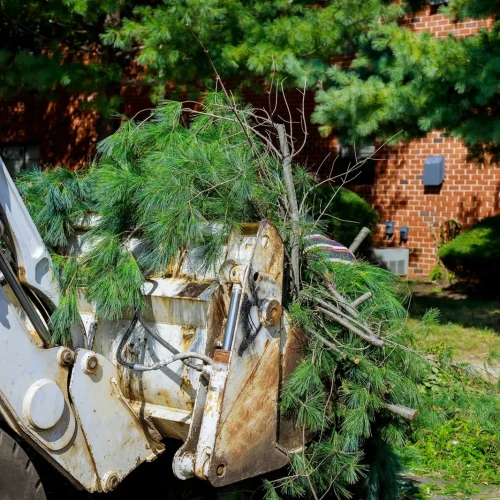 Emergency Tree Removal