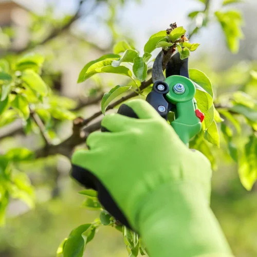 Tree Pruning
