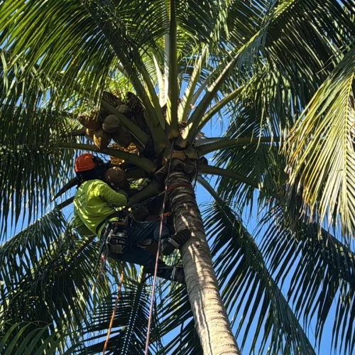Tree Service Of South Florida Inc 10