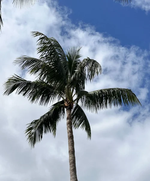 Tree Service Of South Florida Inc 16