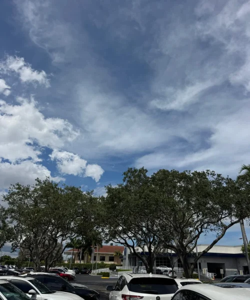 Tree Service Of South Florida Inc 19