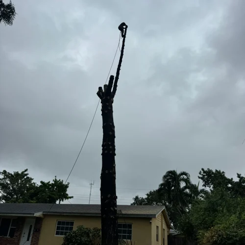 Tree Service Of South Florida Inc 28
